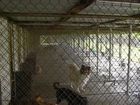 /i/lowes pet motel/tn_IM000990.JPG